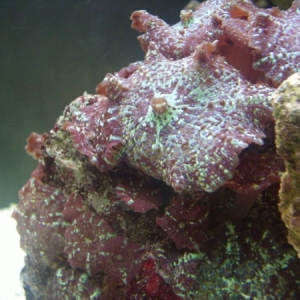 Mushroom Coral (Anenome)