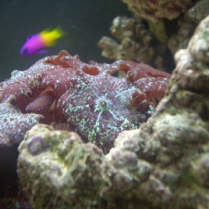 Few of my first soft corals.