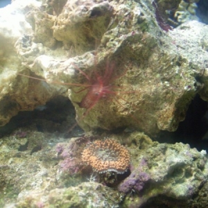 Few of my first soft corals. Ricordea Florida