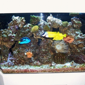 fish_tank_008