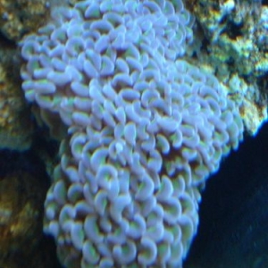 Hammer Coral