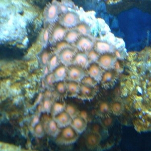 Red Zoa