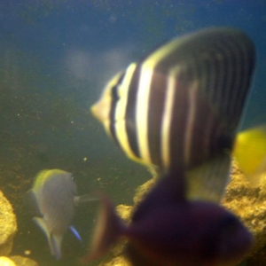 sailfin tang