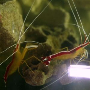 cleaner shrimp