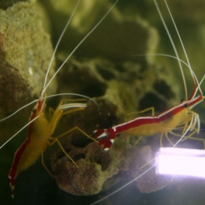 cleaner shrimp