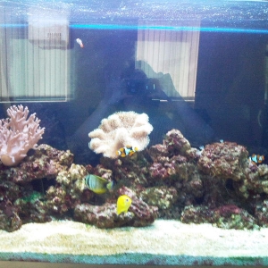 Our tank