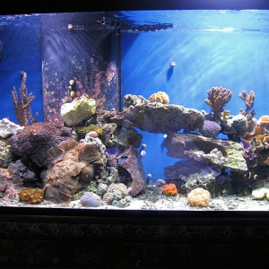 full_tank_shot_1-24-2010