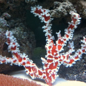 Aussie Spiderman Sponge