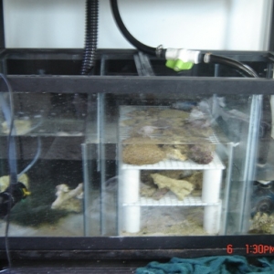 50g DIY sump/fuge