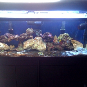 My tank