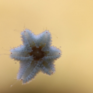 Starfish on glass