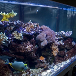 Snarf's 300 gallon