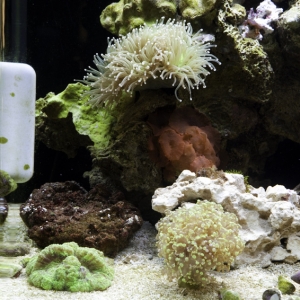 Brain and Frogspawn