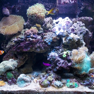 Ful Tank Shot