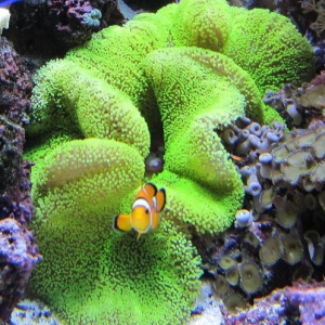 2 year old Carpet Anemone