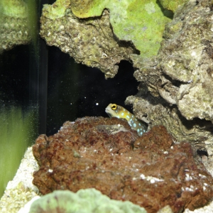 Spot the Bluespot Jawfish