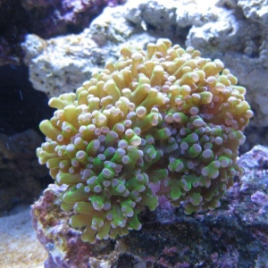 Frogspawn