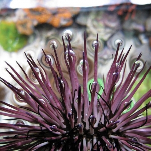 urchin_pic