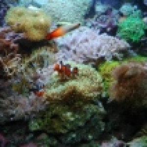 Aquarium_Feb_2010_440