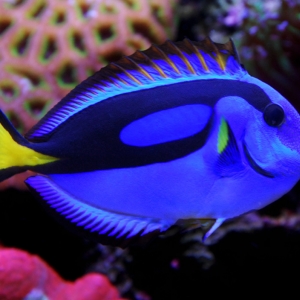 Blue Tang