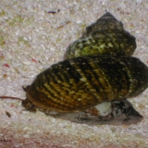 snail