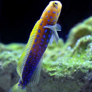 Blue Spot Jaw Fish