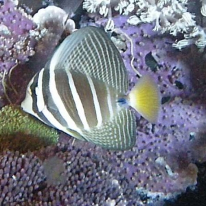 Sailfin Tang at Night