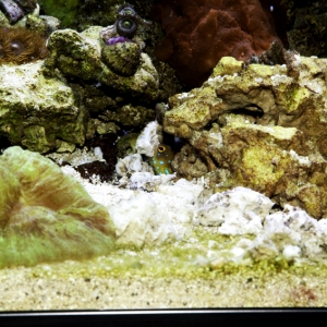 Bluespot Jawfish Adds Fortification to His Home.