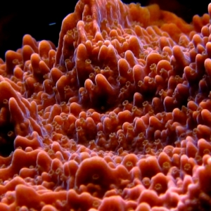 Montipora