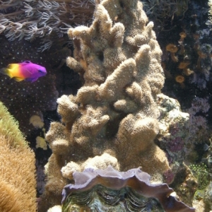 Pavona Coral Spire