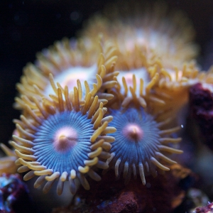 Polyps