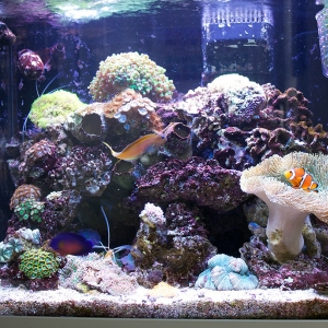 Latest Full Tank Shot