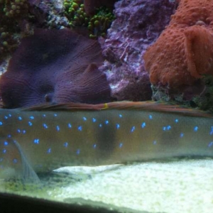 Blue spotted watchman goby