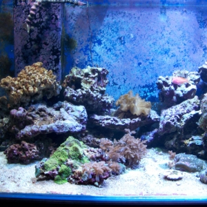 730 Gal Reef Tank