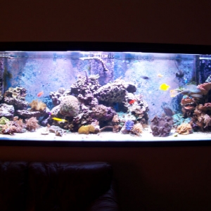 730 Gal Reef Tank