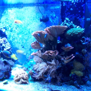 730 Gal Reef Tank