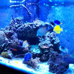 730 Gal Reef Tank