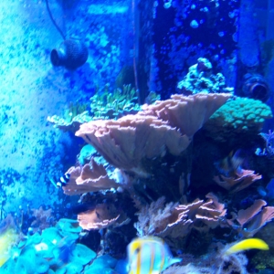 730 Reef tank