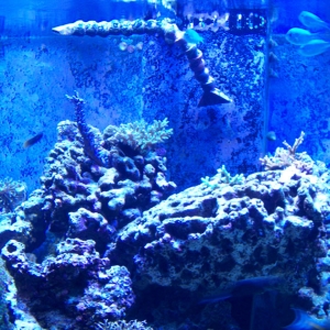 730 Reef tank