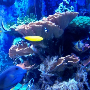 730 reef tank