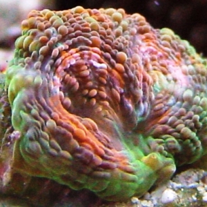 Rainbow Acan