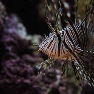 Lion Fish