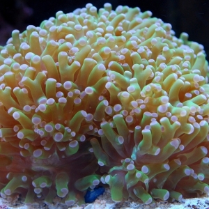 Frogspawn