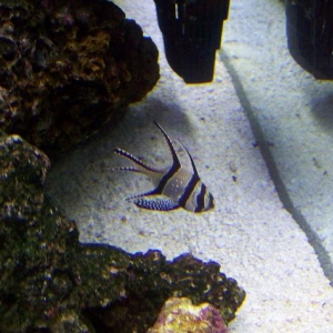 Cardinal fish