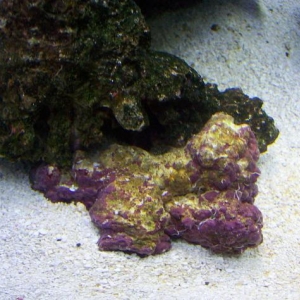 Coraline algae