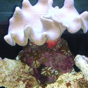 Sponge with corals