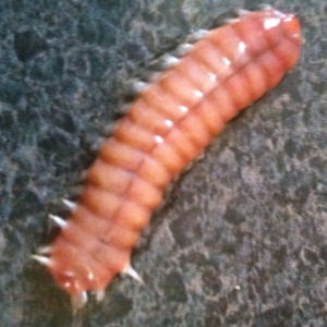 Fireworm?