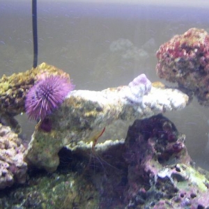 New urchin and peppermint shrimp w/Cardinal fish (Elvis)