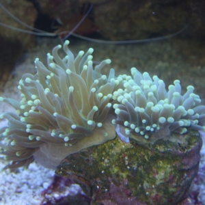 Torch-coral