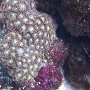 various-corals